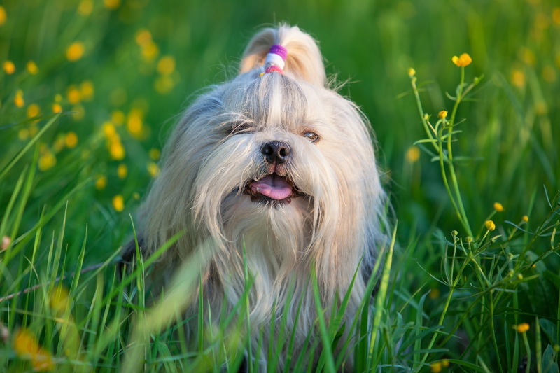 Happy Dog - Wellness/Vaccinations