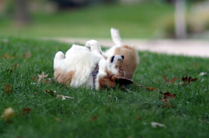 Dog in grass