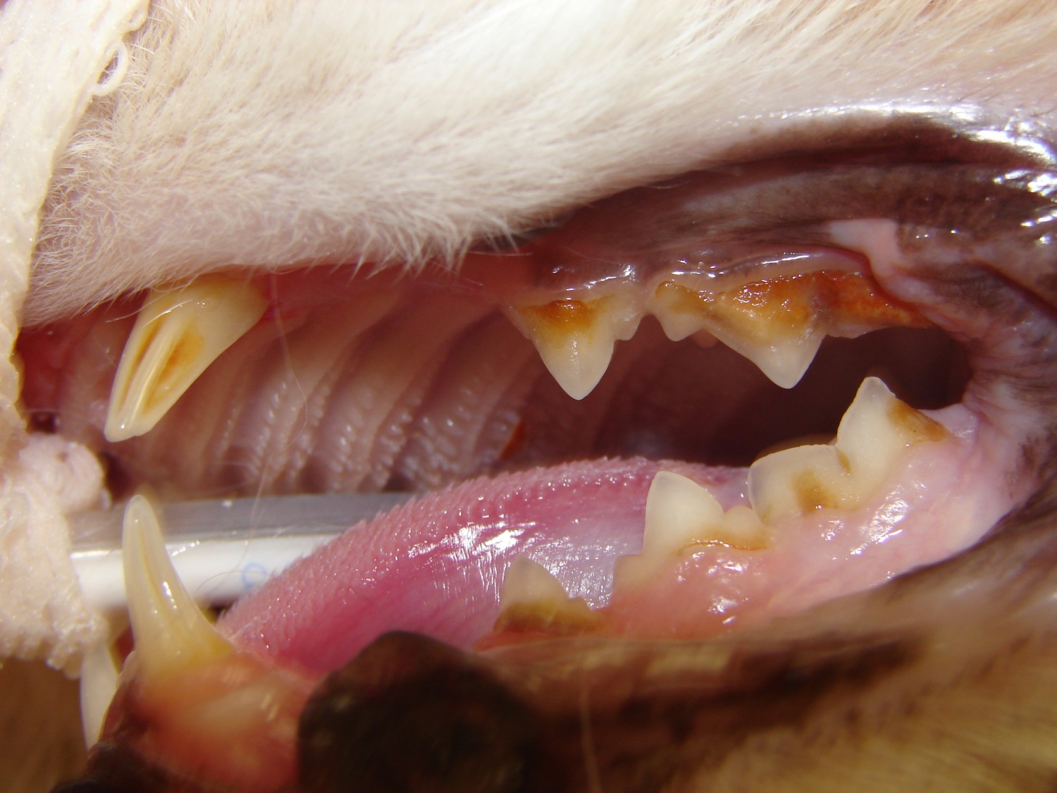 Dog Teeth Before