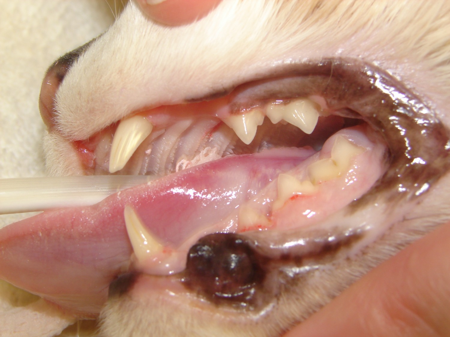 Dog Teeth After