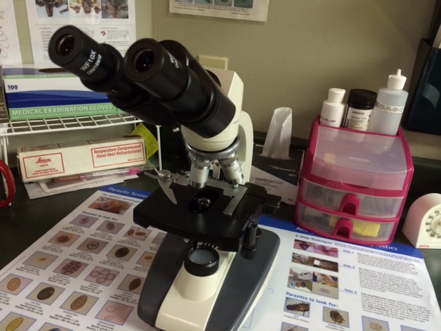 Microscope - Diagnostics